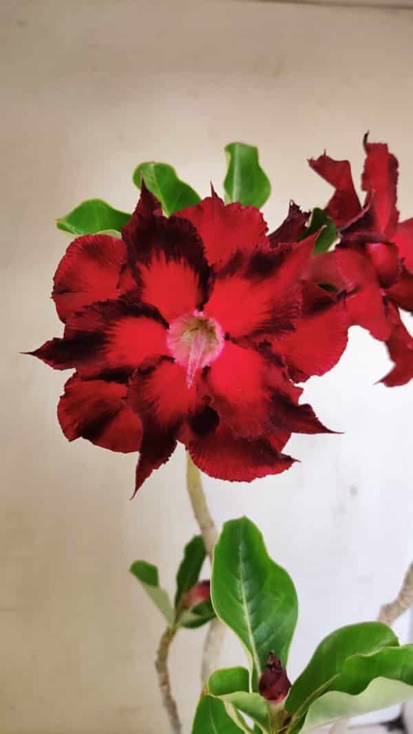 Planta Dobrada 3515 – 35cm – 03 anos - Imagem 1