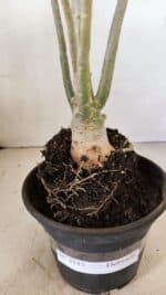 Planta Dobrada 3515 – 35cm – 03 anos - Imagem 7