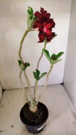 Planta Dobrada 3515 – 35cm – 03 anos - Imagem 6