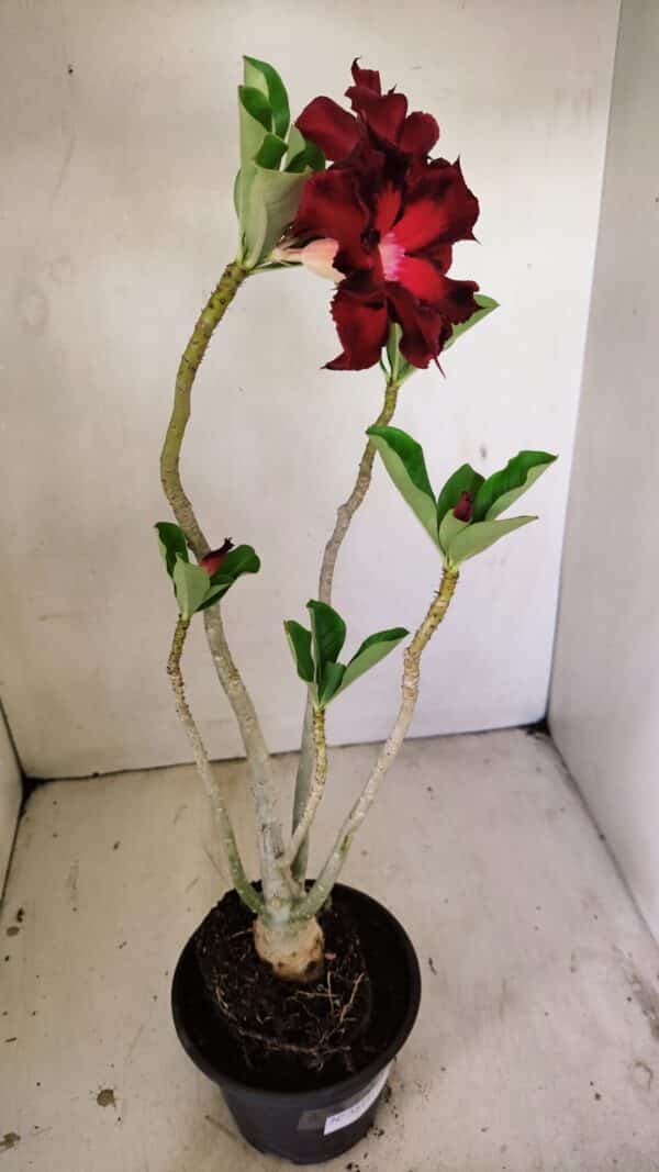 Planta Dobrada 3515 – 35cm – 03 anos - Imagem 6