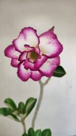 Planta Dobrada 3516 – 35cm – 03 anos