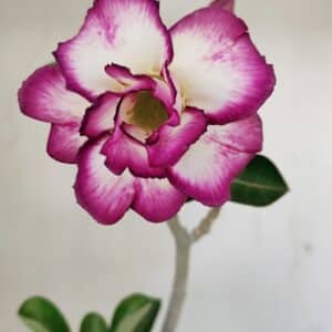 Planta Dobrada 3516 – 35cm – 03 anos