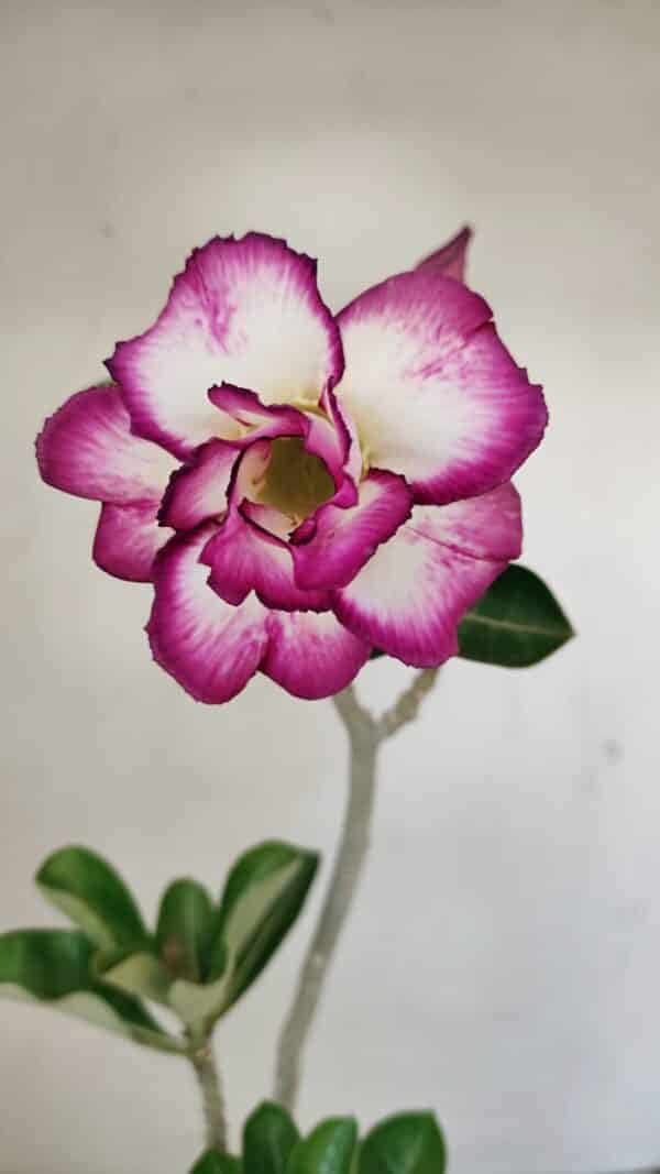 Planta Dobrada 3516 – 35cm – 03 anos - Imagem 1