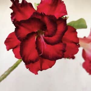Planta Dobrada 3517 – 35cm – 03 anos