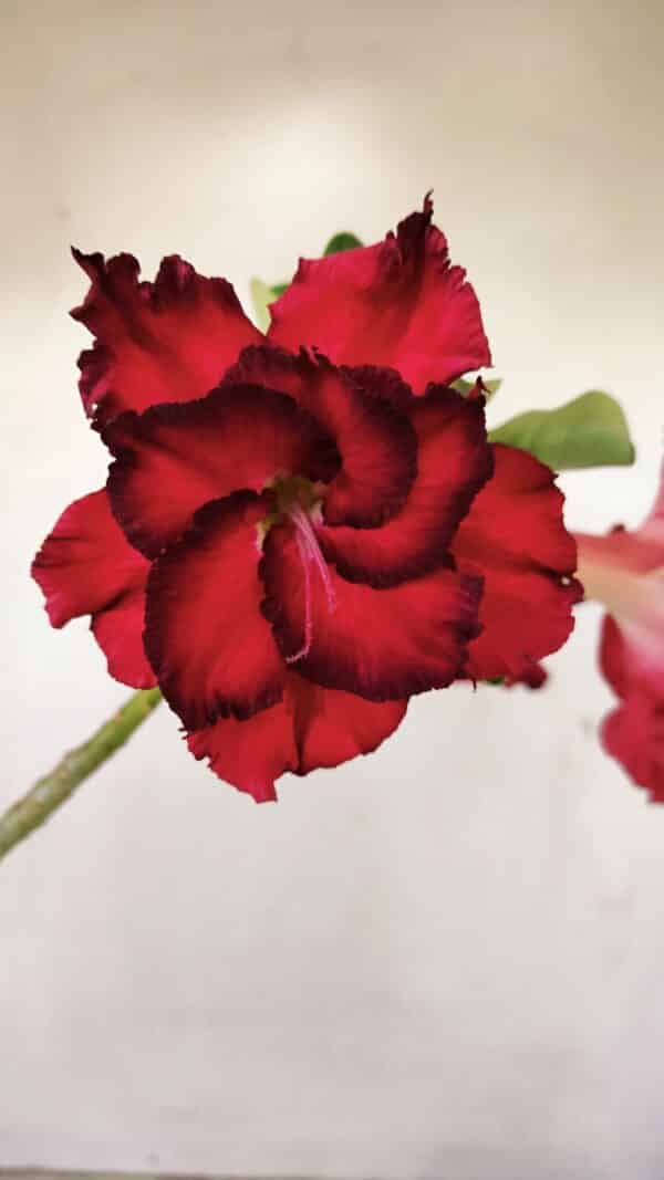 Planta Dobrada 3517 – 35cm – 03 anos - Imagem 1
