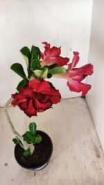 Planta Dobrada 3517 – 35cm – 03 anos - Imagem 4