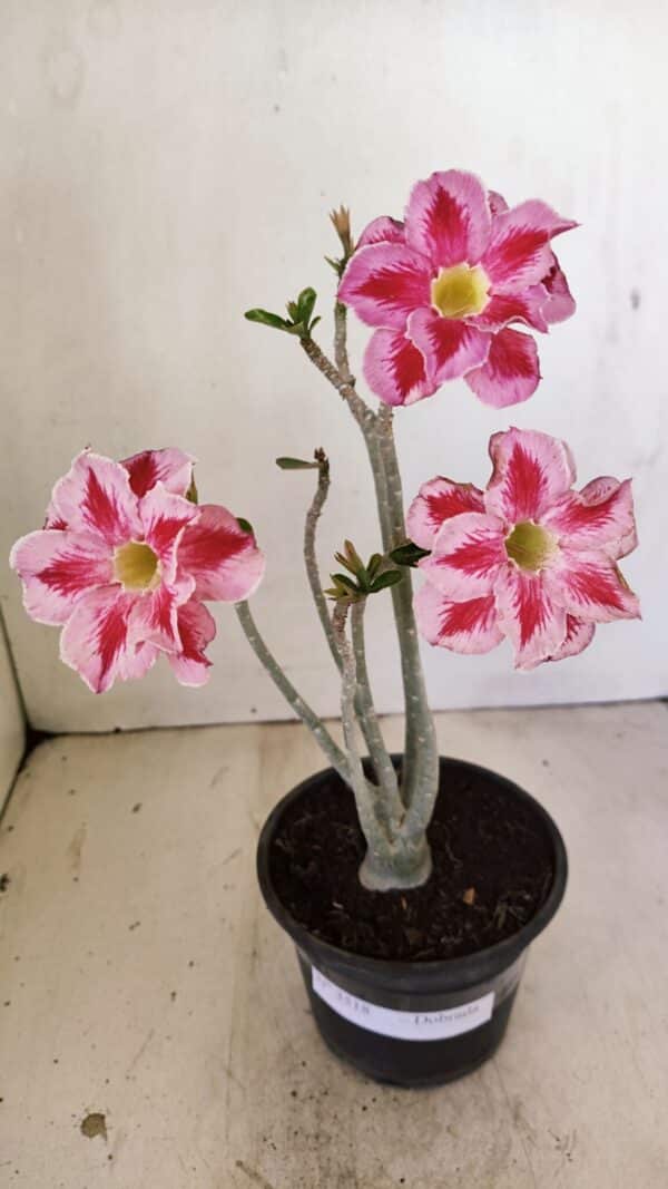 Planta Dobrada 3518 – 35cm – 03 anos - Imagem 1