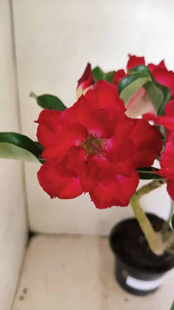 Planta Dobrada 3519 – 35cm – 03 anos - Imagem 1