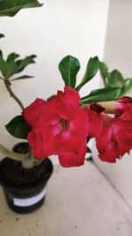 Planta Dobrada 3519 – 35cm – 03 anos - Imagem 4