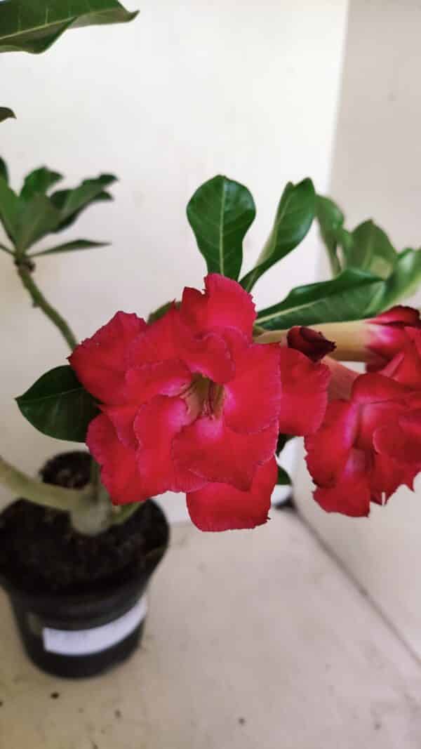 Planta Dobrada 3519 – 35cm – 03 anos - Imagem 4