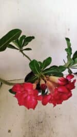 Planta Dobrada 3519 – 35cm – 03 anos - Imagem 6