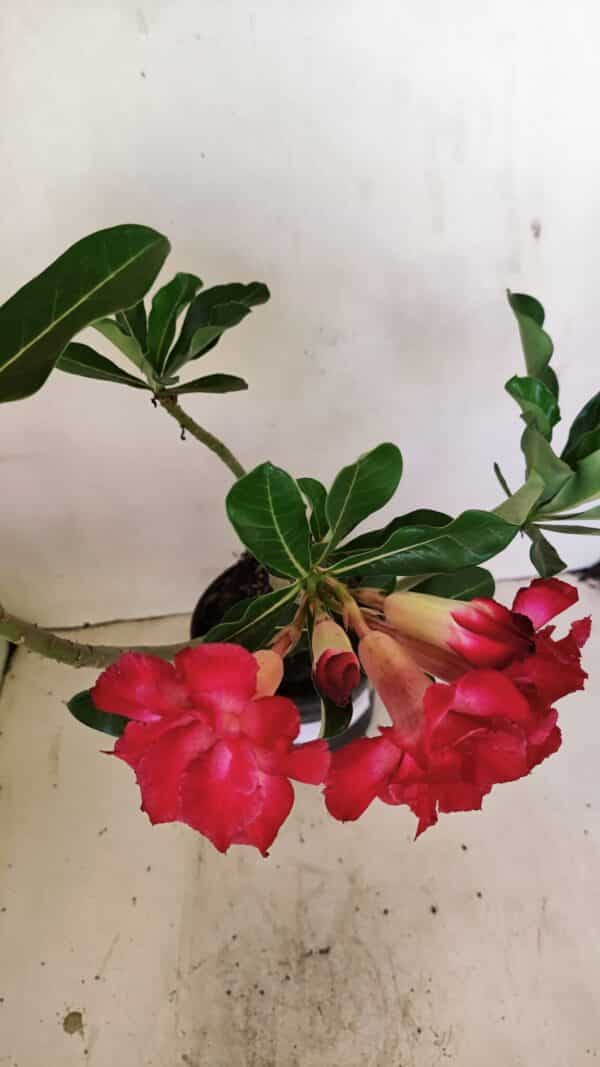 Planta Dobrada 3519 – 35cm – 03 anos - Imagem 6