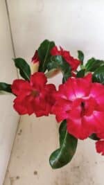 Planta Dobrada 3519 – 35cm – 03 anos - Imagem 5