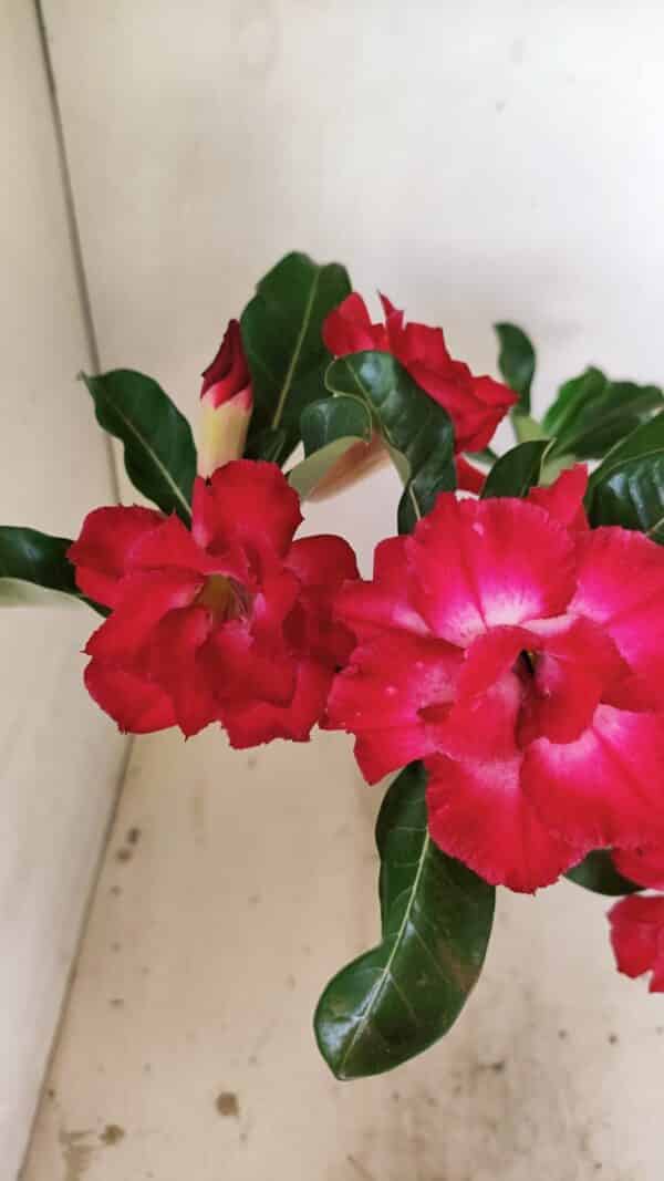 Planta Dobrada 3519 – 35cm – 03 anos - Imagem 5