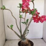 Planta Dobrada 3520 – 35cm – 03 anos