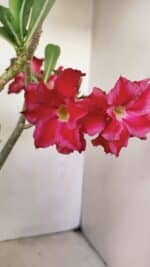 Planta Dobrada 3520 – 35cm – 03 anos - Imagem 3