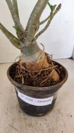 Planta Dobrada 3520 – 35cm – 03 anos - Imagem 7