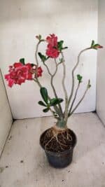 Planta Dobrada 3520 – 35cm – 03 anos - Imagem 6