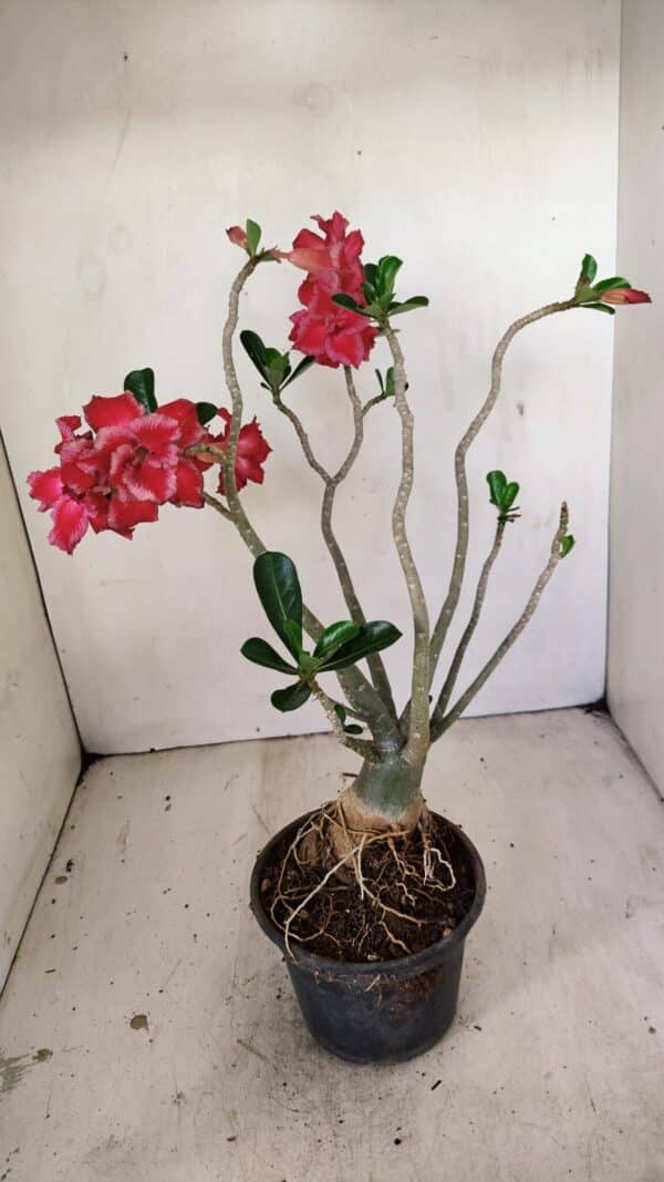 Planta Dobrada 3520 – 35cm – 03 anos - Imagem 6