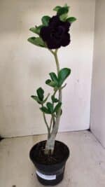 Planta Dobrada 3521 – 30cm – 02 anos - Imagem 2
