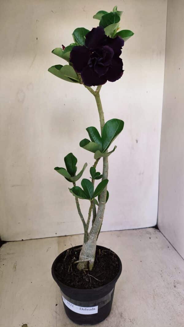 Planta Dobrada 3521 – 30cm – 02 anos - Imagem 2