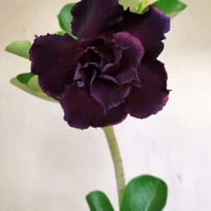 Planta Dobrada 3521 – 30cm – 02 anos
