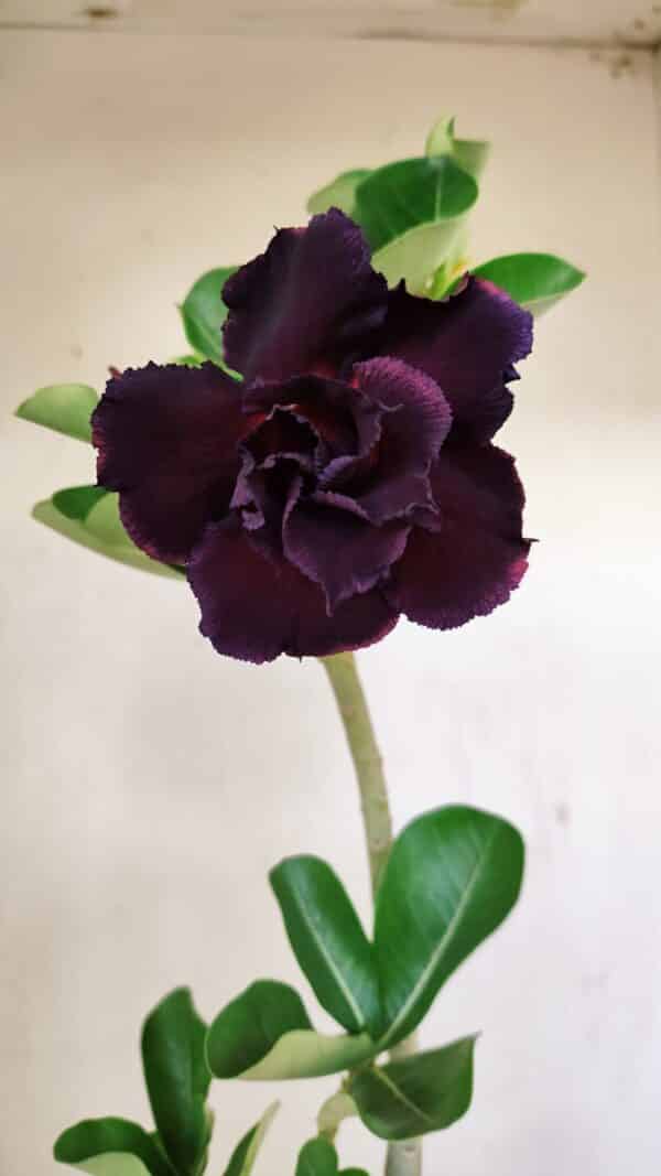 Planta Dobrada 3521 – 30cm – 02 anos - Imagem 1