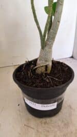 Planta Dobrada 3521 – 30cm – 02 anos - Imagem 6