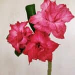 Planta Dobrada 3522 – 30cm – 02 anos