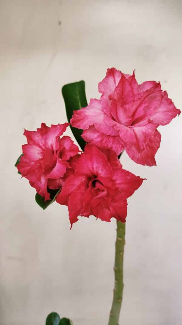 Planta Dobrada 3522 – 30cm – 02 anos - Imagem 1