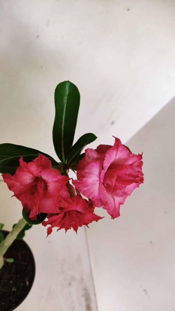 Planta Dobrada 3522 – 30cm – 02 anos - Imagem 4