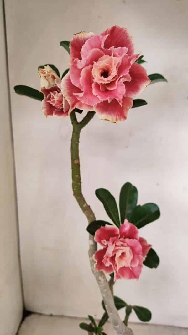 Planta Dobrada 3523 – 35cm – 03 anos - Imagem 1