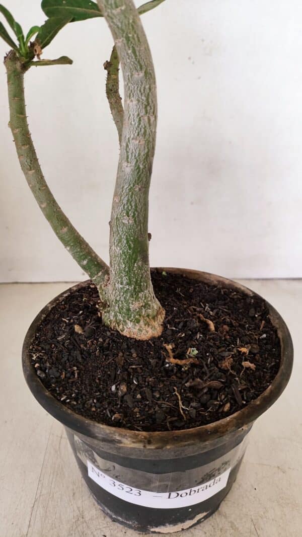 Planta Dobrada 3523 – 35cm – 03 anos - Imagem 8