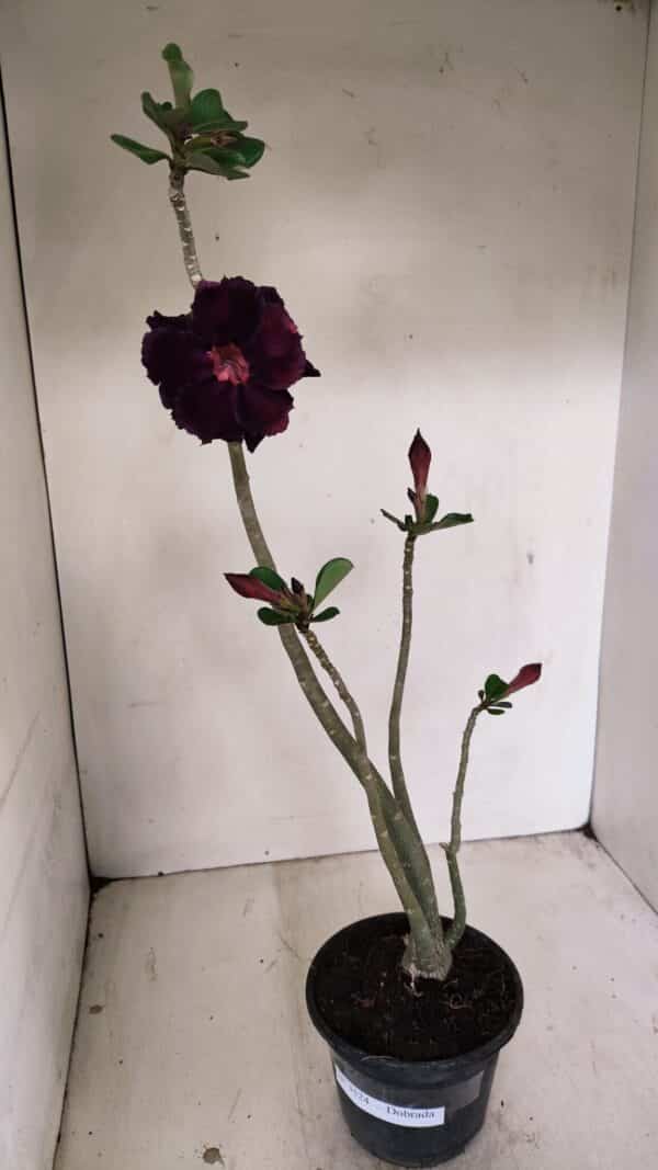 Planta Dobrada 3524 – 35cm – 03 anos - Imagem 2