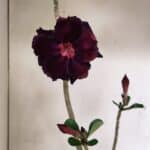 Planta Dobrada 3524 – 35cm – 03 anos