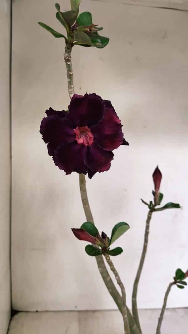Planta Dobrada 3524 – 35cm – 03 anos - Imagem 1