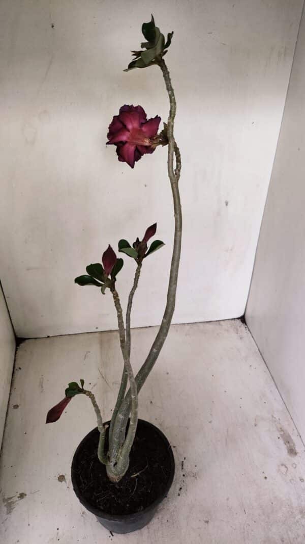 Planta Dobrada 3524 – 35cm – 03 anos - Imagem 6