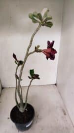 Planta Dobrada 3524 – 35cm – 03 anos - Imagem 5
