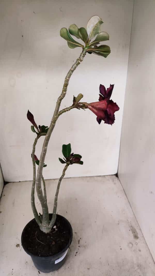 Planta Dobrada 3524 – 35cm – 03 anos - Imagem 5
