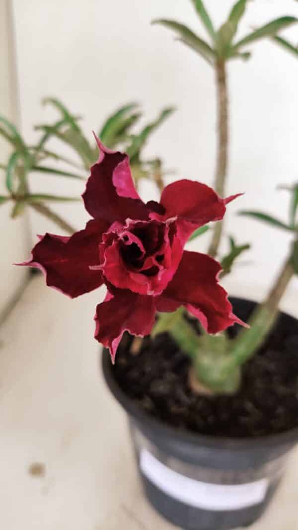Planta Dobrada 3525 – 30cm – 02 anos - Imagem 1