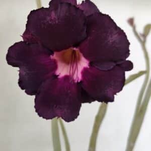 Planta Dobrada 3526 – 35cm – 03 anos