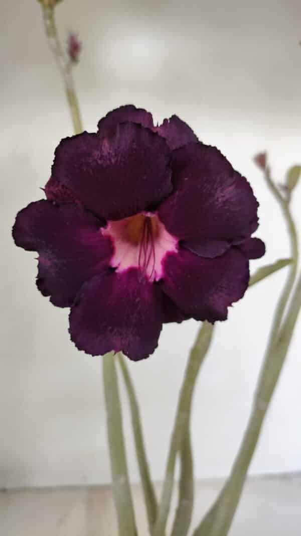 Planta Dobrada 3526 – 35cm – 03 anos - Imagem 1