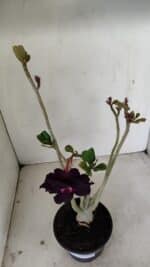 Planta Dobrada 3526 – 35cm – 03 anos - Imagem 4