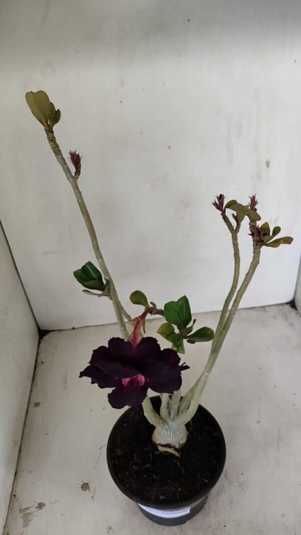 Planta Dobrada 3526 – 35cm – 03 anos - Imagem 4
