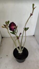 Planta Dobrada 3526 – 35cm – 03 anos - Imagem 5