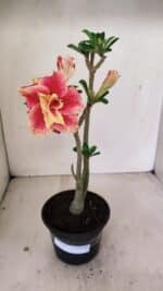 Planta Dobrada 3527 – 35cm – 03 anos - Imagem 2