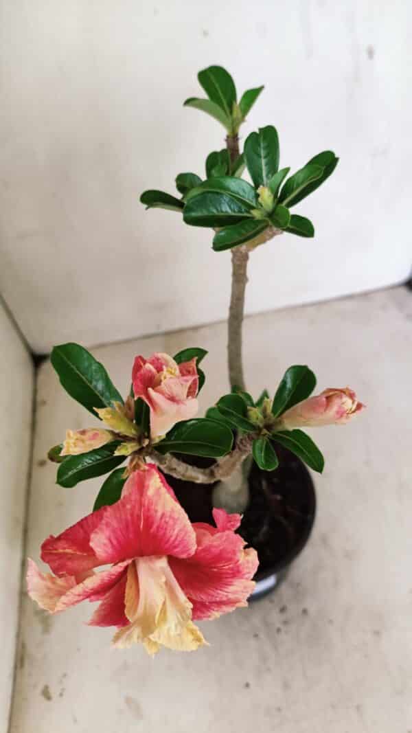 Planta Dobrada 3527 – 35cm – 03 anos - Imagem 8