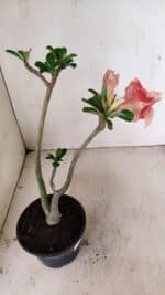 Planta Dobrada 3527 – 35cm – 03 anos - Imagem 5