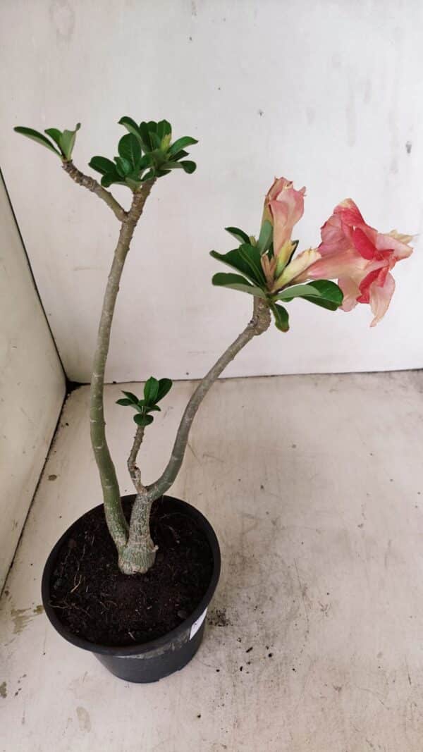 Planta Dobrada 3527 – 35cm – 03 anos - Imagem 5