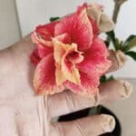 Planta Dobrada 3527 – 35cm – 03 anos